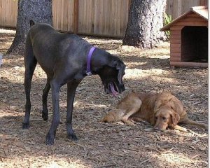 Athena and her Great Dane friend